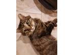 Adopt Norbert a Domestic Mediumhair / Mixed (long coat) cat in Peoria