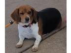 Adopt Kellie a Beagle / Mixed dog in Peoria, IL (41551368)