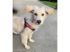 Adopt Malory a White Shepherd (Unknown Type) / Mixed Breed (Medium) dog in