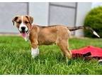 Adopt Cody a Beagle / Australian Shepherd dog in Denver, CO (41485409)