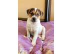 Adopt Willow a Beagle / Australian Shepherd dog in Denver, CO (41485407)