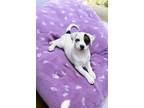 Adopt Bella a Beagle / Australian Shepherd dog in Denver, CO (41485404)