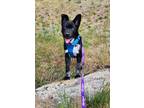 Adopt Johnny a Black - with White Border Collie / Mixed Breed (Medium) dog in