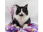 Adopt Baby XXI a Black & White or Tuxedo Domestic Longhair / Mixed cat in