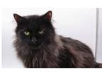 Adopt Athena VII a All Black Domestic Longhair / Mixed cat in Muskegon