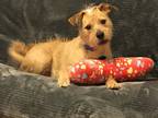 Adopt Brody a White Border Terrier / Terrier (Unknown Type