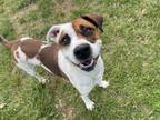 Adopt Apollo - Doozy a Tricolor (Tan/Brown & Black & White) Boxer dog in
