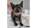Adopt Bonsai a Black (Mostly) Domestic Shorthair / Mixed (short coat) cat in