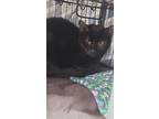 Adopt Abra a All Black Domestic Shorthair / Mixed (short coat) cat in Dickson