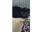 Adopt Cadabra a All Black Domestic Shorthair / Mixed (short coat) cat in