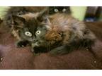 Adopt Empress a Black (Mostly) Domestic Longhair / Mixed (long coat) cat in