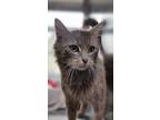 Adopt Keepsake a Gray or Blue Domestic Shorthair / Mixed (long coat) cat in