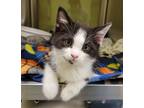 Adopt Quasimodo a Domestic Shorthair / Mixed (short coat) cat in Dickson