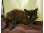 Adopt Caesar a Black (Mostly) Domestic Longhair / Mixed (long coat) cat in