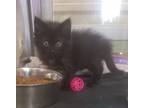 Adopt Great Gatsby a All Black Domestic Mediumhair / Mixed (long coat) cat in