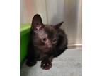 Adopt Ichabod Crane a All Black Domestic Shorthair / Mixed (short coat) cat in