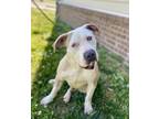 Adopt Big Dog Russell a Pit Bull Terrier dog in Dickson, TN (41485374)