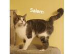 Adopt Salem 5307 a Domestic Shorthair / Mixed cat in Dallas, TX (41531314)