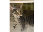 Adopt Frank 8235 a Gray or Blue Domestic Shorthair / Mixed cat in Dallas