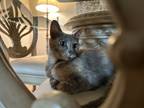 Adopt Sashay 1216 a Domestic Shorthair / Mixed cat in Dallas, TX (41551341)