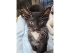 Adopt Leo a Black & White or Tuxedo Domestic Shorthair / Mixed (short coat) cat