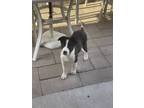 Adopt Lars a Black - with White Border Collie dog in Tucson, AZ (41551278)