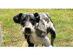 Adopt Addison a Great Dane / Mixed dog in Dallas, TX (41485078)