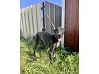 Adopt Victoria a Great Dane / Mixed dog in Dallas, TX (41485091)
