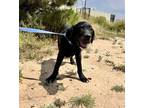 Adopt Brett a Black Great Dane / Labrador Retriever dog in Dallas, TX (41494831)