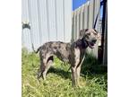Adopt Grace a Great Dane / Mixed dog in Dallas, TX (41485081)