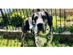 Adopt Bryant a Great Dane / Mixed dog in Dallas, TX (41551272)