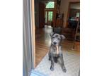 Adopt Azure a Collie dog in Gilbertsville, PA (41551271)