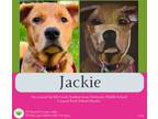 Adopt Jackie a Black - with Tan, Yellow or Fawn Hound (Unknown Type) dog in