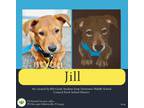 Adopt Jill a Tan/Yellow/Fawn Hound (Unknown Type) dog in Gilbertsville