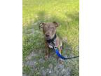 Adopt Houston a Brown/Chocolate - with White American Pit Bull Terrier / Boxer /