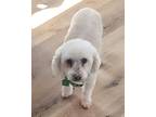 Adopt Tootsie 2 a White Bichon Frise dog in San Diego, CA (41551233)