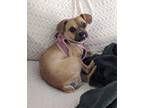 Adopt Sussie Q a Pug dog in San Diego, CA (41551231)