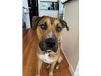 Adopt Amazing Archie a Black Mouth Cur dog in Sheridan, CO (41551369)