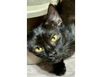 Adopt Precious (& Twinkle) a All Black Domestic Shorthair (short coat) cat in