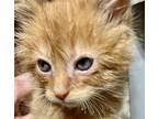 Adopt Sunflower (Sunny)!???? a Orange or Red Tabby Maine Coon (long coat) cat in