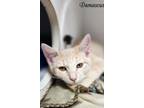 Adopt Damascus a Domestic Shorthair (short coat) cat in Bolivar, MO (41531219)