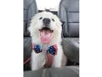 Adopt 24-038 Nora "Coming Soon!" a White Great Pyrenees dog in Richardson
