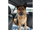 Adopt Conductor a German Shepherd Dog / Mixed dog in Sylmar, CA (41530912)