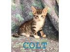 Adopt Colt a Domestic Shorthair (short coat) cat in New York, NY (41551229)