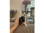 Adopt Ravioli a Gray, Blue or Silver Tabby Domestic Shorthair (short coat) cat