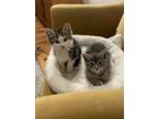 Adopt Bucatini a Gray, Blue or Silver Tabby Domestic Shorthair (short coat) cat