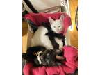 Adopt Feyd-Rautha and Stilgar a Siamese (short coat) cat in New York