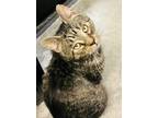 Adopt Charlie - AR a Domestic Shorthair / Mixed (short coat) cat in Lyman
