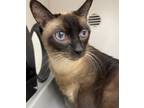 Adopt Saki - ET (Pet Supplu Plus)_ a Siamese (short coat) cat in Lyman