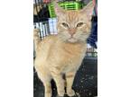 Adopt Sandy -ET a Domestic Shorthair / Mixed (short coat) cat in Lyman